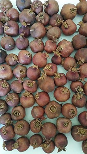 Angel Red 'Real Dried Pomegranates' Non Edible decoration