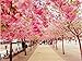 Diy oil painting, paint by number kit- Romantic Road 16x20 inch