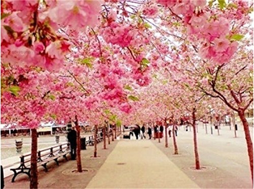 Diy oil painting, paint by number kit- romantic road 1620 inch.