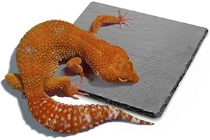 HALONTIN Reptile Basking Platform Rock Tortoise Habitat Accessories Slate Rocks for Reptiles Food Dish Feeding Bowl for Crested Gecko Snake Frog Lizard