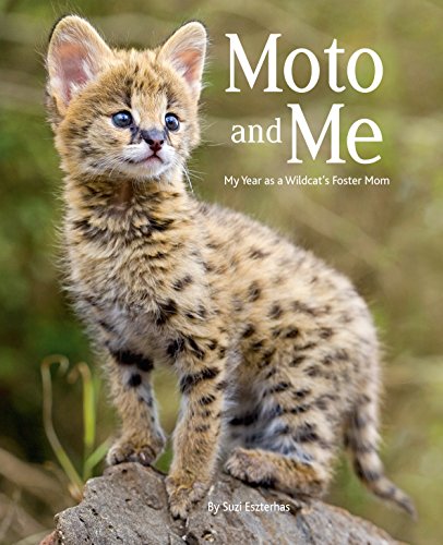 Moto and Me: My Year as a Wildcat's Foster Mom