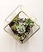 Bella's garden Gold Geometric Terrarium Morden Clear Glass Tabletop Box Plants Terrarium / Decorative Votive Candle, Tea Light Holder