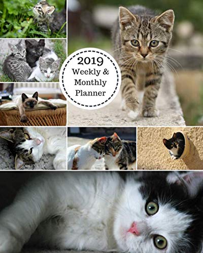 2019 Weekly and Monthly Planner: Kitten Collage Daily Organizer -To Do -Calendar in Review/Monthly Calendar with U.S. Holidays-Notes Volume 1 by All In A Day