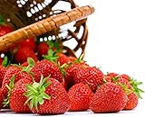 Seascape Everbearing Strawberry 50 Bare Root Plants