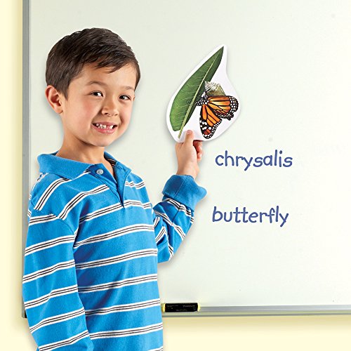 Learning Resources Butterfly Life Cycle