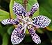 15+ TRICYRTIS JAPANESE TOAD LILY SEEDS / SHADE LOVING PERENNIAL / DEER RESISTANT