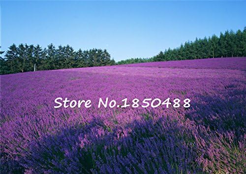 Amazon Co Jp 芳香植物の花の種ラベンダーのアングスティフォリア ラベンダーの種子 ラベンダーの女性 約100個の粒子 ホーム キッチン