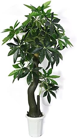 Artificial plant- Artificial money Tree (51-Inch) with Large Lush Green Leaves - Perfect Decoration Plants for Home, Outdoor or Office - No Water or Sun Needed | Comes with Basin (30W30L160H)