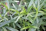Hardy French Tarragon Plant - Artemisia - 3