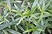 Hardy French Tarragon Plant - Artemisia - 3" Pot