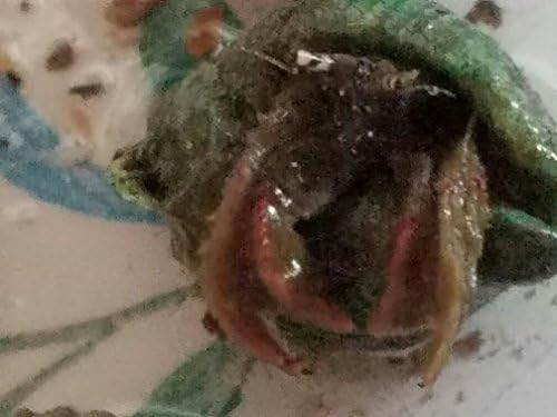 93 hermit crab pack-star eyeds, blue legs, white legs, red legs,emeralds