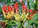 Heirloom Gloriosa Superba - Flame Lily - Rare Tropical Plant Seeds (10)