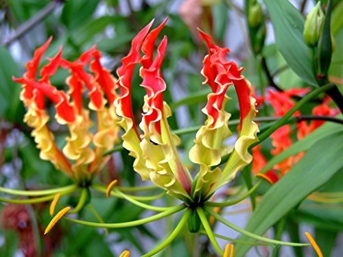 Heirloom Gloriosa Superba - Flame Lily - Rare Tropical Plant Seeds (10)