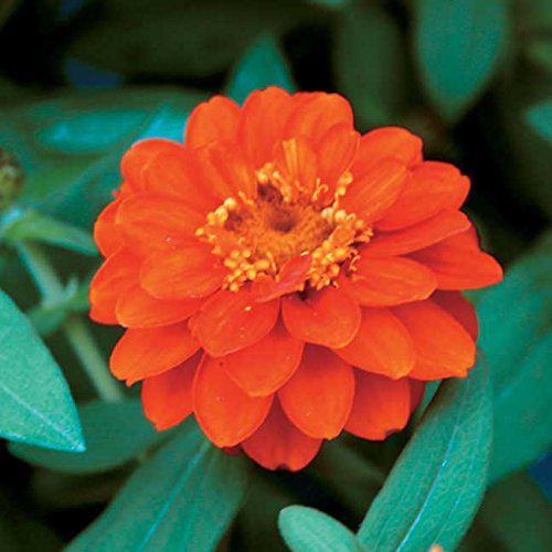 Park Seed Profusion Double Fire Zinnia Seeds