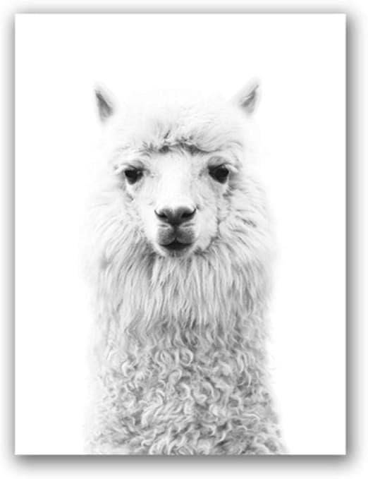 Amazon Com Ygacj Llama Printed Alpaca Poster Black And White Boho Decor Animal Photography Nursery Wall Art Canvas Pictures Decor 50x70cm Unframed Posters Prints