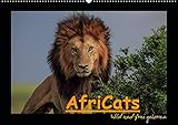 AfriCats (Wandkalender 2019 DIN A2 quer): Afrikanische Großkatzen in ihrem wilden Habitat (Monatska by 