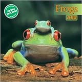 Frogs 2010 Mini Wall Calendar
