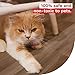 XFasten Anti-Scratch Cat Training Tape, Clear, 2-Inches x 30 Yards; Door, Kitty Paw Tape for Couch, Furniture and Leather Stop Scratching Guard Protector Tape for Cats