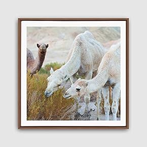 Framed Canvas Wall Art Alpaca Canvas Prints Home Artwork Decoration for Living Room,Bedroom - 16x16 inches