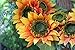 Melbourne Silk Sunflower Front Door Wreath 22 inch - Handcrafted With Designer Quality Silk Flowers - Display Outdoors In Spring, Summer, and Fall