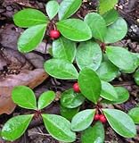 Live Wintergreen Teaberry Plants for Fairy Garden, Terrarium, Garden