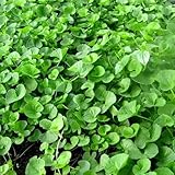 300+ Seeds Gotu Kola Big Leaf, Centella
