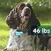 GoodBoy Dog Bark Collar for Medium and Large Dogs Pet Anti Bark Device with 7 Level Sound and Shock System to Control or Stop Your Pups' Excessive Barking (12 + lbs)