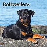 Rottweilers 2020 7 x 7 Inch Monthly Mini Wall Calendar, Animals Dog Breeds by 