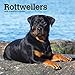 Rottweilers 2020 7 x 7 Inch Monthly Mini Wall Calendar, Animals Dog Breeds by 