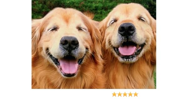 Two Smiling Golden Retrievers Avanti Funny Dog Birthday Card - 