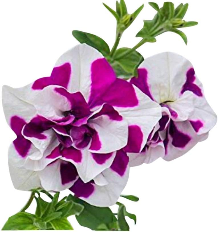Ripple Damsom 180 Petunia Seeds Upc 695928802456 +1 Plant Marker
