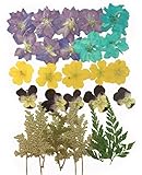 Pressed flowers, larkspur, evening primrose, pansy, foliage for art & craft, card making