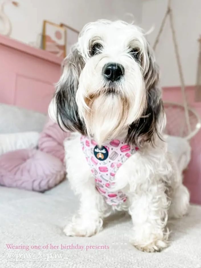 Adjustable macaroon dog harness/car harness/dog harness for no pulling XXS- Medium — image 1