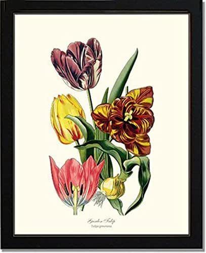 Amazon.com: Vintage Botanical Flower Art Print: Tulip, Garden (Step