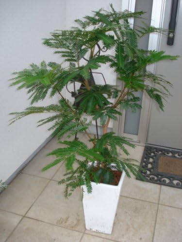 Amazon スクエア陶器鉢仕立てエバーフレッシュ １10cm前後 7号 観葉植物 オンライン通販