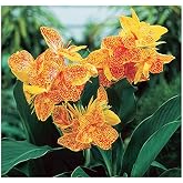 1 Dwarf Golden Lucifer Canna Lily Bulb