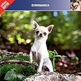 Chihuahua 2019. Calendar AFFIXE by