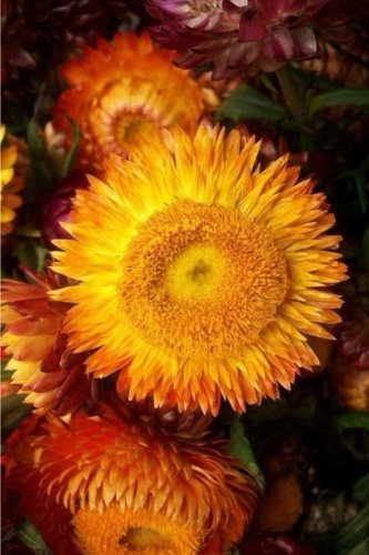 Petals Notebook: 150 lined pages, softcover, 6