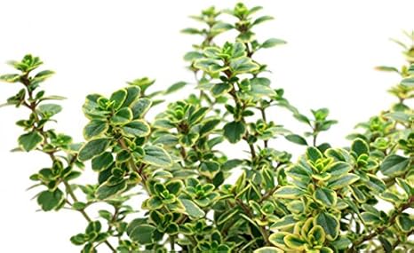 Amazon 1年間枯れ保証 ハーブ タイム ゴールデンレモンタイム 9 0cmポット ハーブ