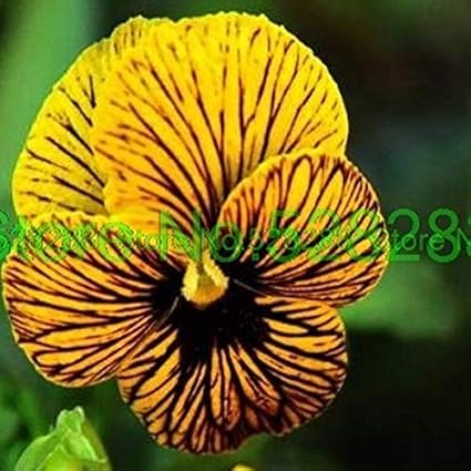 Amazon Com 100pcs Beautiful Pansy Seeds Yellow With Black Stripes