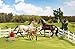 Breyer Classics Sport Horse Family Toy Set