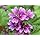 Amazon.com : 20 MAURITANIAN MALVA Mallow Malva sylvestris var
