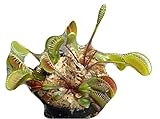 3 small sized Pinnacle Giant Venus Flytraps - Fly Trap - (Dionaea Muscipula) Carnivorous Plant 3 inch pot