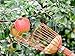 Teal Turtle Professional Apple Fruit Picker Basket With Cushion to Prevent Bruising