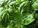 Basil Herb Seeds- Italian Large Leaf- 300+ Seeds primary