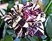 Black Dragon Rose Seeds Bush Flower Seeds - Treasuresbylee Exclusive
