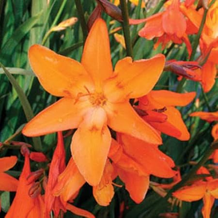 FernsFly IMP. Crocosmia Aromatic Flower Bulbs Winter Flower Home Pot / Land Gardening Bulbs Blooming planting (Pack of 15 Star of the East Crocosmia)