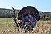 Montana Decoy Fanatic XL with Turkey Foot Base