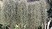 Fresh Spanish Moss (2.5 pounds)