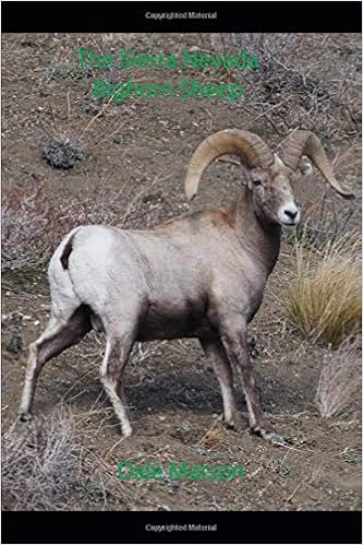The Sierra Nevada Bighorn Sheep Matson Dale 9798640258080 Amazon Com Books
